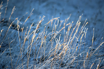 Fototapeta premium Frozen grass