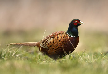 Ringneck Pheasant (Phasianus colchicus)