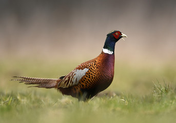Ringneck Pheasant (Phasianus colchicus)