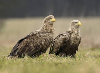 White tailed eagles (Halieetus albicilla) © Piotr Krzeslak