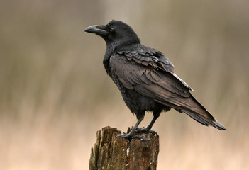 Naklejka premium Kruk zwyczajny (Corvus corax)