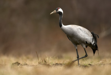 Naklejka premium Common crane (Grus grus)