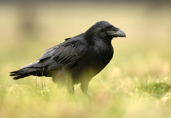 Common raven (Corvus corax)