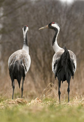 Common crane (Grus grus)