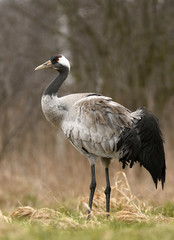 Common crane (Grus grus)