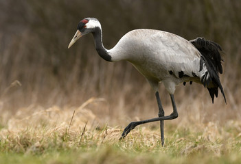 Obraz premium Common crane (Grus grus)