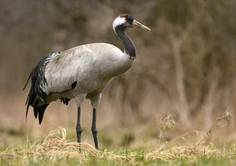 Common crane (Grus grus)