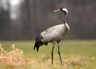 Fototapeta premium Common crane (Grus grus)