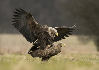 White tailed eagles
