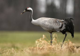 Common crane (Grus grus)
