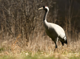 Obraz premium Common crane (Grus grus)