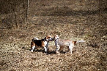 dog beagle play in the meadow forest field