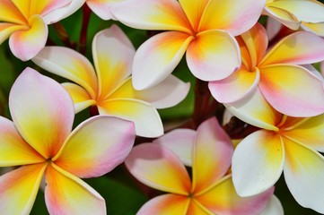 Obraz na płótnie Canvas Plumeria Flowers