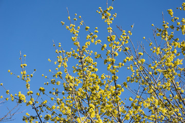 first spring twigs