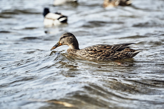 Female mallard duck floating on the lake in Poland.