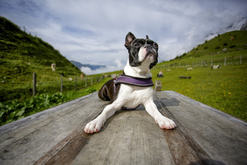Boston Terrier in the Austrian Alps