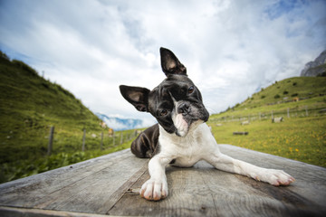Boston Terrier in the Austrian Alps