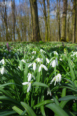 Obraz premium Spring wild snowdrop flowers Galanthus nivalis blooming in the forest near Dobrin in a sunny day, Czech Republic.