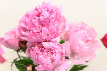Several pink peony flowers