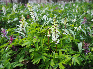 Wild floral carpet made of bulbous white fumewort Corydalis cava and snowdrop flowers Galanthus nivalis blooming in the spring forest near Dobrin in a sunny day, Czech Republic.