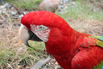 Red Parrot