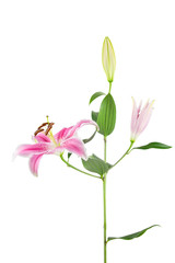 Pink and white Stargazer Lily isolated on white