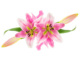 Montage of pink lily flowers, buds and leaves icolated on white