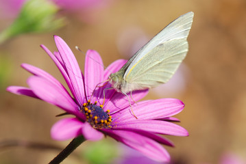 MARIPOSA POSADA EN UNA MARGARITA