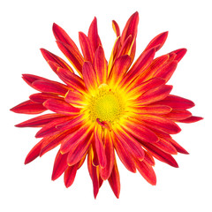 Isolated red and yellow mum on white