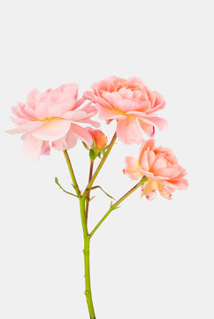 Old fashioned pastel peach garden roses with flowers and stem