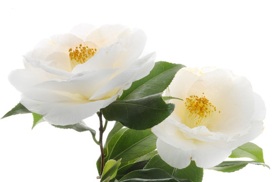 Kamelie Camellia japonica
