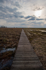 Fototapeta premium Kładka na biebrzańskich bagnach.