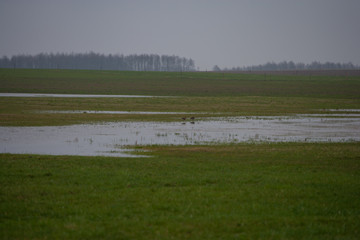 Rycyki na biebrzańskich rozlewiskach wiosną.