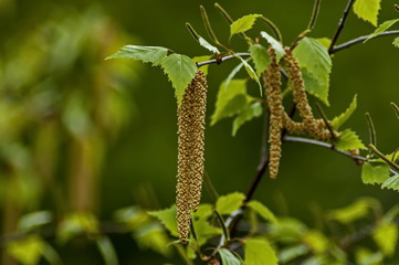 Naklejka premium Gałązka z nasionami i liśćmi brzozy brodawkowatej lub Betula Alba wiosną, Sofia, Bułgaria