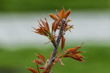Young spring brown leaves on a branch, Sofia, Bulgaria