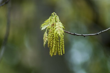 Twig with bloom and leaves of a white poplar tree or Populus albal in springtime, Sofia, Bulgaria