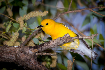 Prothonotary Warbleer - Magee Marsh , Ohio