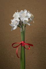 White daffodils on a colored background. Easter greeting card. Daffodils on wooden background.