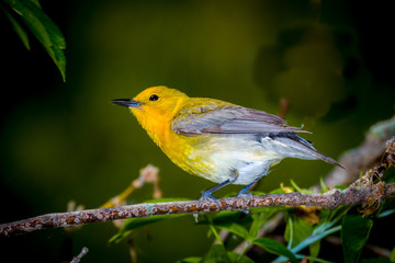 Prothonotary Warbleer - Magee Marsh , Ohio