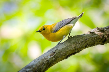 Prothonotary Warbleer - Magee Marsh , Ohio