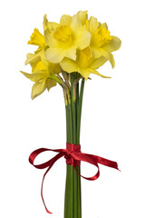 Daffodils isolated on white background spring flowers