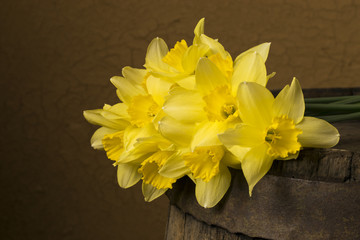 Yellow daffodils on a colored background. Easter greeting card. Daffodils on wooden background.