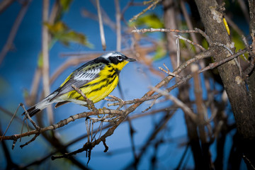 Magnolia Warbler in the forest  - Magee Marsh, Ohio