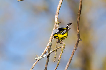 Magnolia Warbler in the forest  - Magee Marsh, Ohio