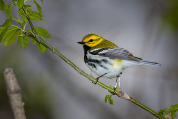 Black throated Green Male in the forest