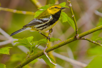 Black throated Green Male in the forest