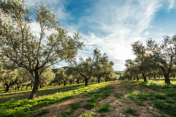 Olive trees in Sierra Nevada in Spain