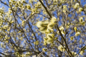 Spring tree flowering - lamb's-tails