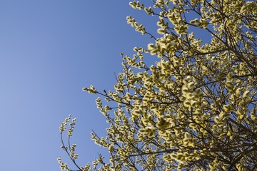 Spring tree flowering - lamb's-tails