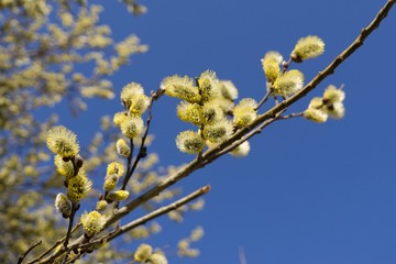 Obraz na płótnie Canvas Spring tree flowering - lamb's-tails
